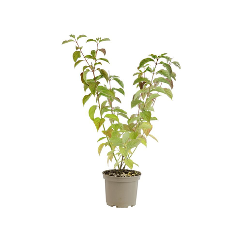 Visuel 1 du produit Cornus Mas coloris jaune – 3 L
