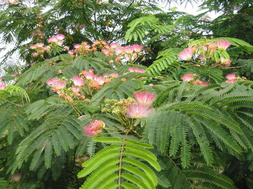 Visuel 1 du produit Albizia Ombrella. Le pot de 15 litres