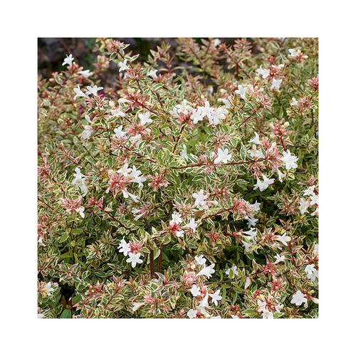 Visuel 1 du produit Abelia Grandiflora Confetti pot 3 L