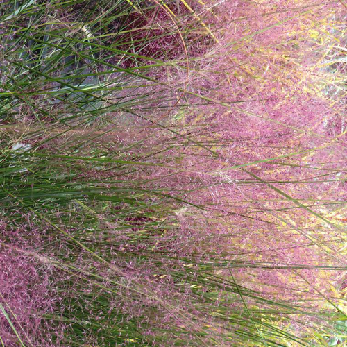 Visuel 1 du produit Eragrostide Brillante - Le pot de 4 litres