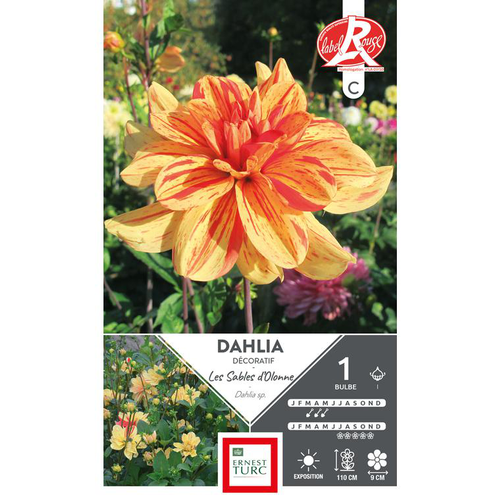 Visuel 1 du produit Dahlia décoratif Les sables d'Olonne orange strié rouge Ernest Turc - 1 bulbe