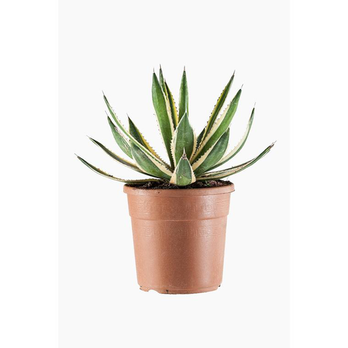 Visuel 1 du produit Agave Lophantha Quadricolor en pot de 5 L jaune