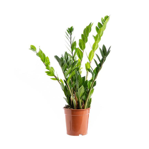 Visuel 1 du produit Zamioculcas coupe Ø21 cm