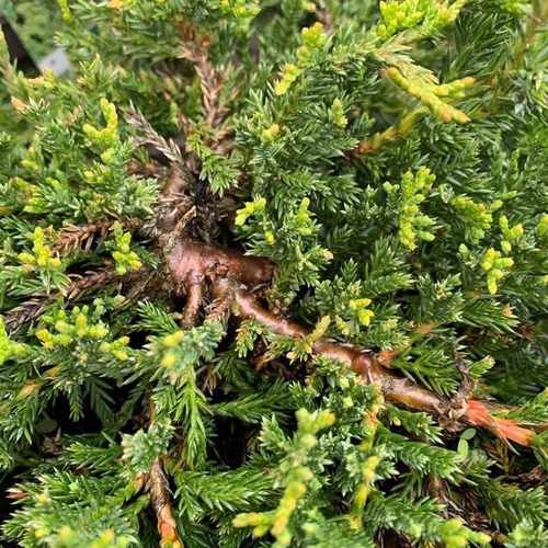 Visuel 1 du produit Genévrier Prince of Wales 40/60. Le pot de 10 litres