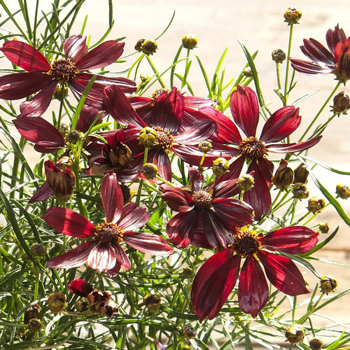 Visuel 1 du produit Coréopsis red satin rouge en pot de 2 L