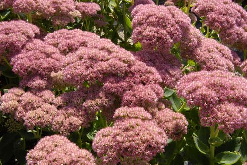 Visuel 1 du produit Sédum ‘Brillant’ - Le pot de 2 litres