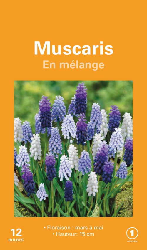 Visuel 1 du produit Muscari en mélange botanic® - 12 bulbes