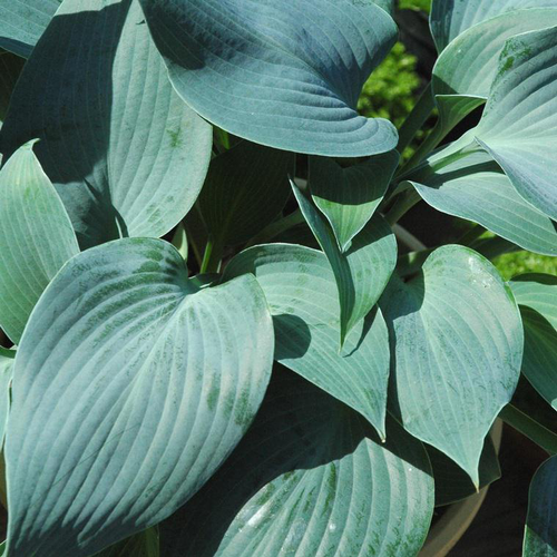 Visuel 1 du produit Hosta 'Krossa Regal' - Le pot de 2 litres