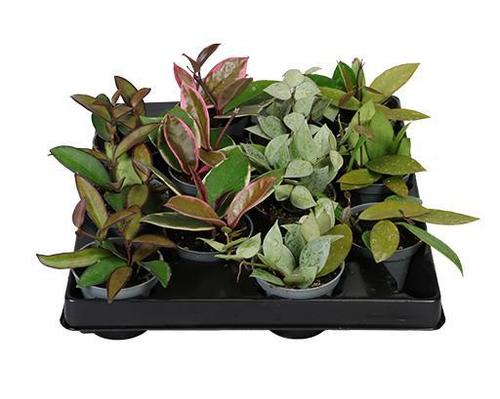 Visuel 1 du produit Hoya mix. Le pot de Ø 6 x H 15 cm