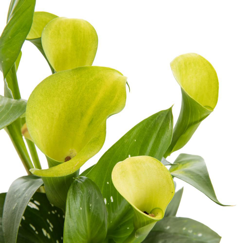 Visuel 1 du produit Arum "Green". Le pot de 3 litres