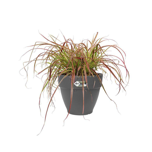 Visuel 3 du produit Pot vibia campana rond Elho de 3,2 L coloris noir Ø 20 x H 16,7 cm