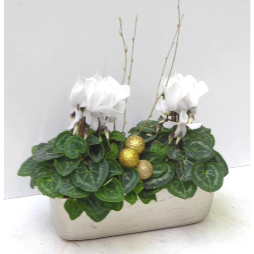 Visuel 1 du produit Mini Cyclamen - La jardinette champagne de 25 cm