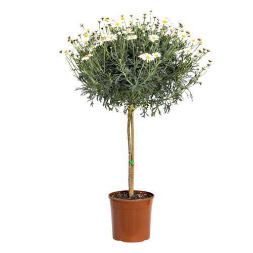 Visuel 1 du produit Anthémis tige (Fausse Camomille ou Camomille des teinturiers) à fleurs blanches - Le pot de 2,5 litres
