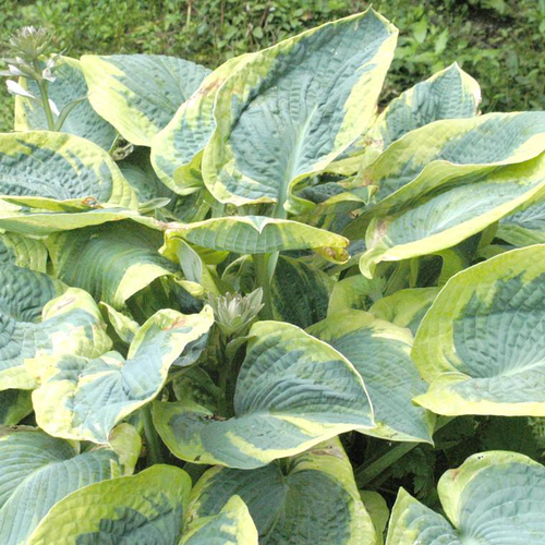 Visuel 1 du produit Hosta frances williams verte en pot de 2 L