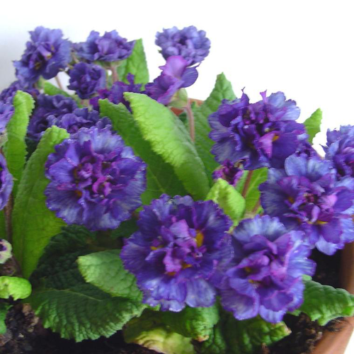 Visuel 1 du produit Primevère double Belarina 'Blue Champion' - Le pot de 1 litre