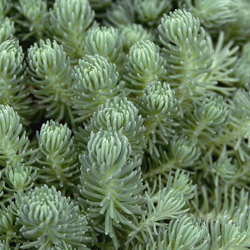 Visuel 1 du produit Sedum Burrito. La suspension de Ø 14 x H 40 cm