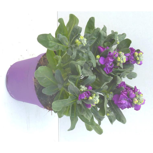 Visuel 1 du produit Giroflée de Nice - Le pot de 10.5 cm