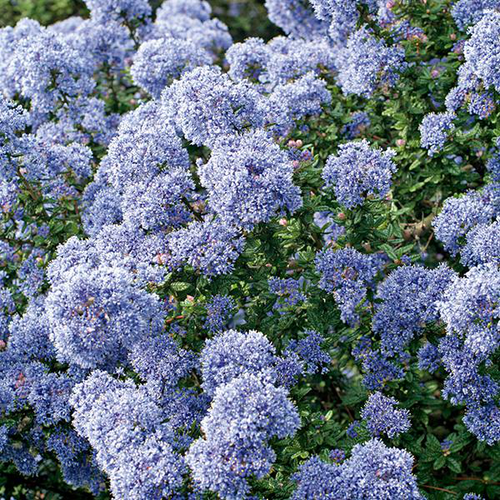 Visuel 1 du produit Ceanothe IMPRESSUS VICTORIA  (CEANOTHUS CADUQUE ARBUSTIVE) Le pot de 4 litres