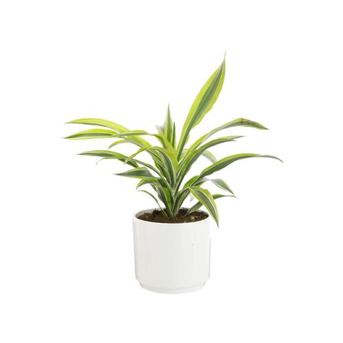 Visuel 1 du produit Dracaena Fragrans mix botanic®. Le pot de Ø 21 cm