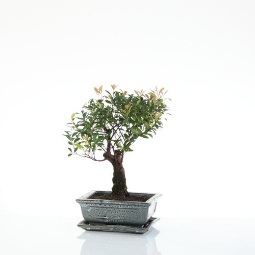 Visuel 1 du produit Bonsaï Syzygium botanic® taille 1,5. Le pot