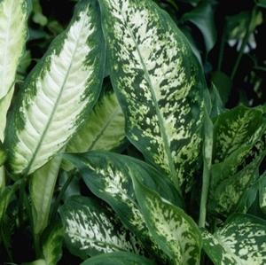 Visuel 1 du produit Dieffenbachia sublime. Le pot de Ø 17 x H 60 cm