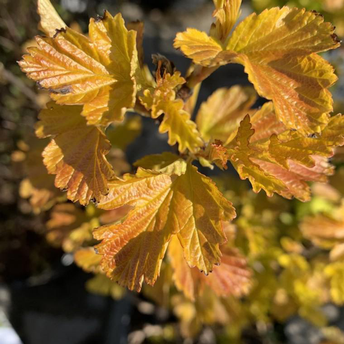 Visuel 1 du produit Physocarpus Opulifolius Amber Jubilee. Le pot de 4,5 litres