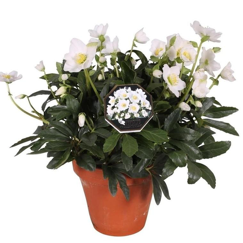 Visuel 1 du produit Rose de Noël en pot de terre cuite - Le pot de 2 litres