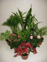 Visuel 1 du produit Schlumbergera ou Cactus de Noël. Le pot de Ø 9 cm