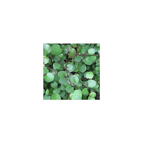 Visuel 1 du produit Muehlenbeckia - Le pot de 10,5 cm