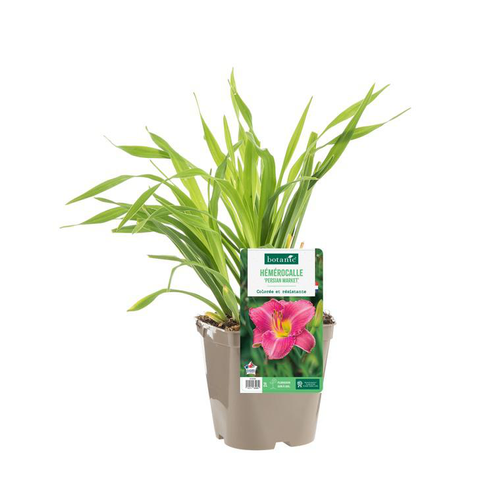 Visuel 1 du produit Hémérocalle ‘Persian Market’ - Le pot de 2 litres