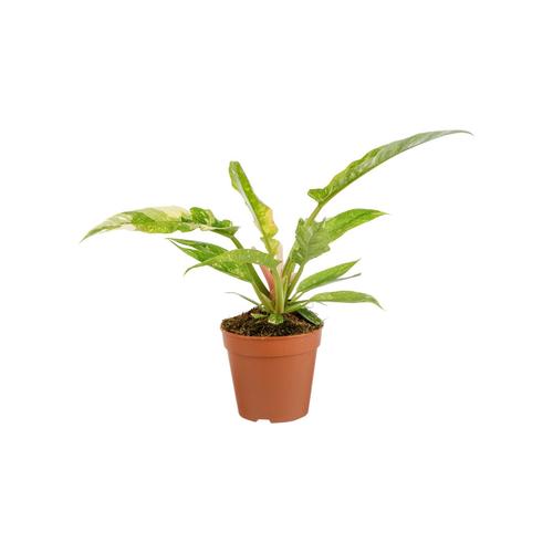 Visuel 2 du produit Philodendron Ring of Fire. Le pot de Ø 12 x H 15 cm
