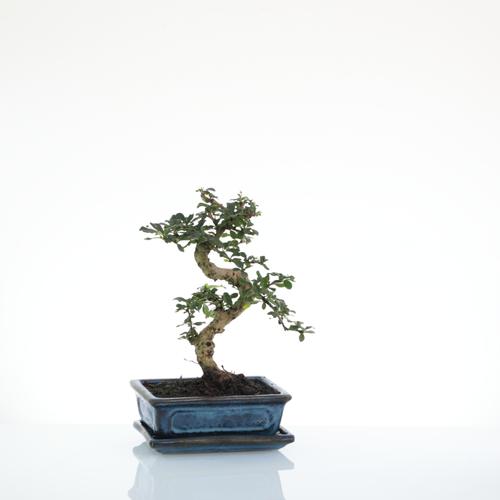 Visuel 1 du produit Bonsaï Carmona botanic® taille 4,2. Le pot