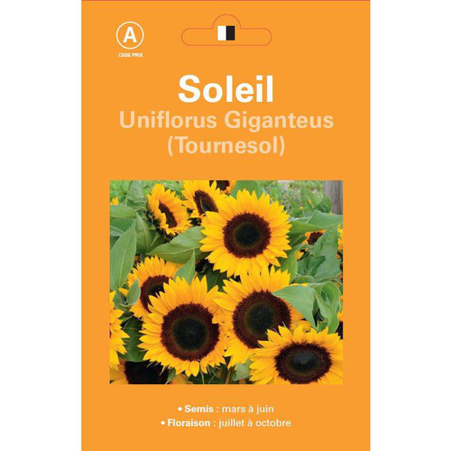 Visuel 1 du produit Graines de Soleil Tournesol géant - graines à semer