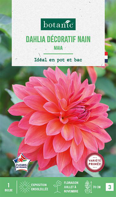 Visuel 1 du produit Bulbe de fleurs Dalhia nain double nain Maia botanic® - 1 bulbe