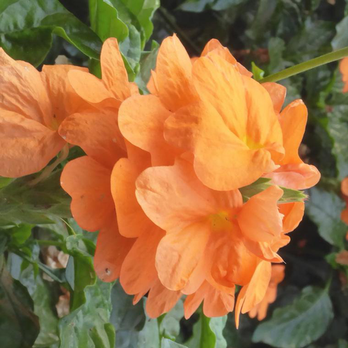 Visuel 1 du produit Crossandra - Le pot de 2,5 litres