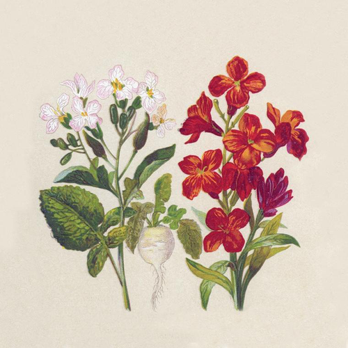 Visuel 1 du produit Lot de 25 serviettes 2 plis Botanical coloris multicolore en papier recyclé - 33 x 33 cm