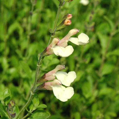 Visuel 1 du produit Salvia X Jamensis 'Yellow Pink' - Le pot de 2,5 litres