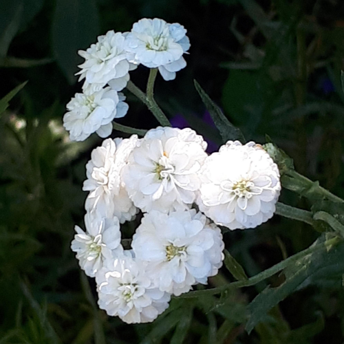 Visuel 1 du produit Achillea Ptarmica Peter Cottontail (Blanc). Le pot de 4 litres