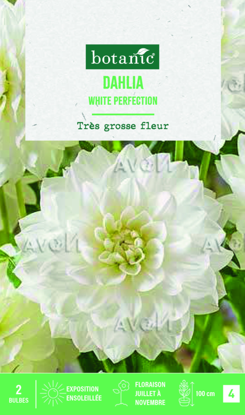 Visuel 1 du produit Bulbes de fleurs Dahlia décoratif White Perfection botanic® - 2 bulbes