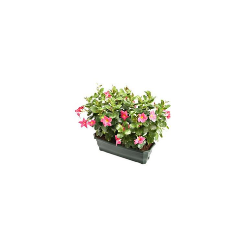 Visuel 1 du produit Dipladénia buisson - La jardinière de 50 cm