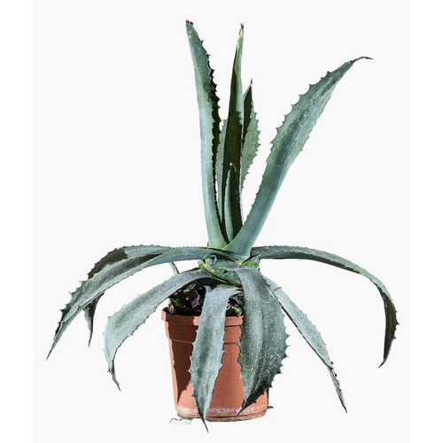 Visuel 1 du produit Agave Americana touffe. Le pot de 3 litres