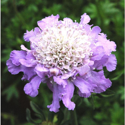 Visuel 1 du produit Scabieuse bleue. Le pot de 1 litre