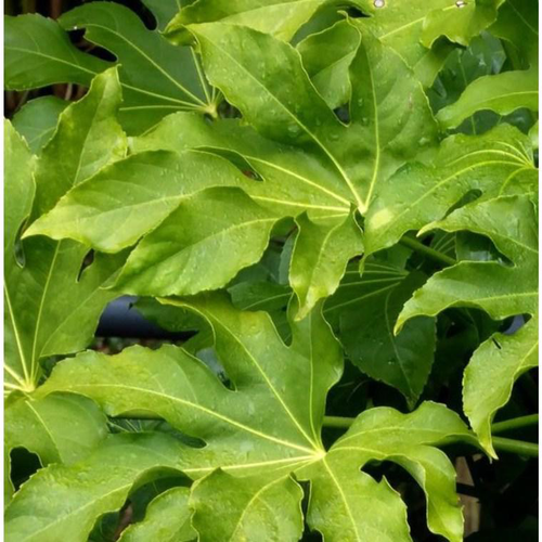 Visuel 1 du produit Fatsia Japonica Type (Aralia du Japon) en pot de 4 L vert