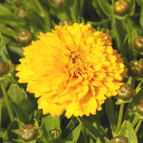 Visuel 1 du produit Coreopsis grandiflora solanna jaune - Le pot de 9 x 9 cm