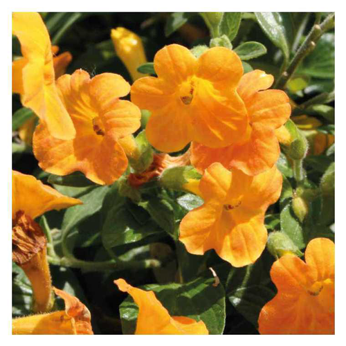 Visuel 1 du produit Streptosolen - Le pot de 9 x 9 cm