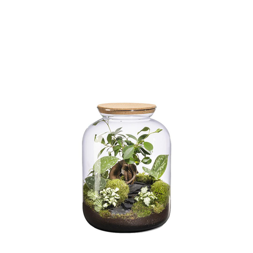 Visuel 1 du produit Terrarium autonome Bonbonne Landscape botanic® - taille S