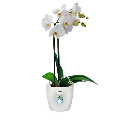 Visuel 2 du produit Cache pot Brussel Orchidees