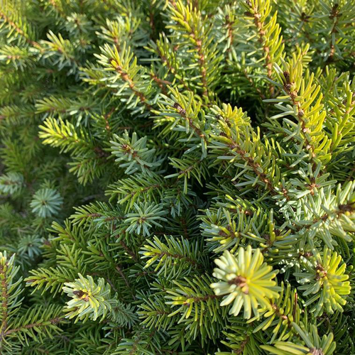 Visuel 1 du produit Epicea de Serbie nain (Picea Omorika nana) 25/30. Le pot de 3,7 litres