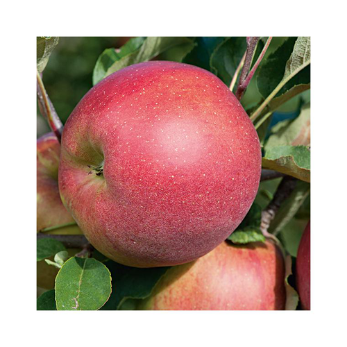 Visuel 1 du produit Pommier Melrose. Le pot de 15 litres forme 1/2 tige