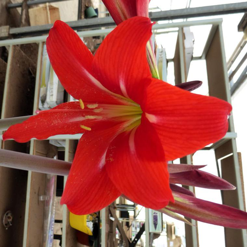 Visuel 1 du produit Amaryllis à Petites Fleurs - Le pot de 9 cm